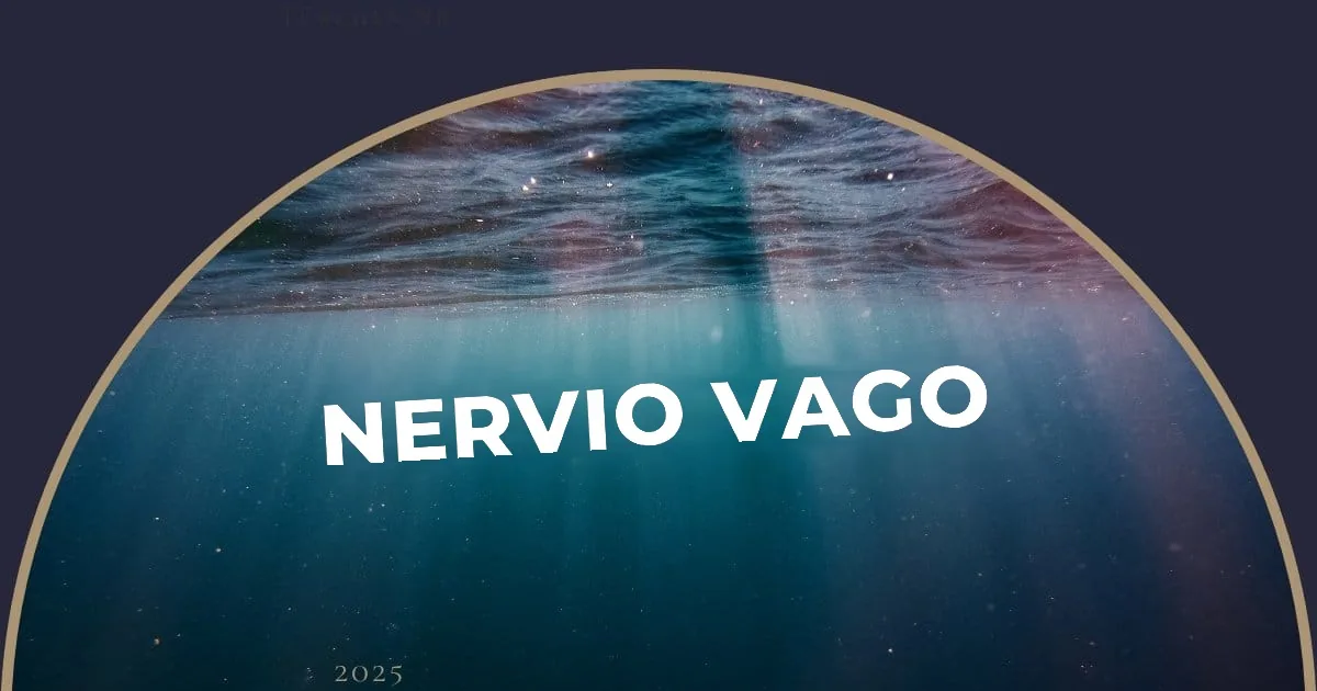 El nervio vago y la teoría polivagal en la EM/SFC