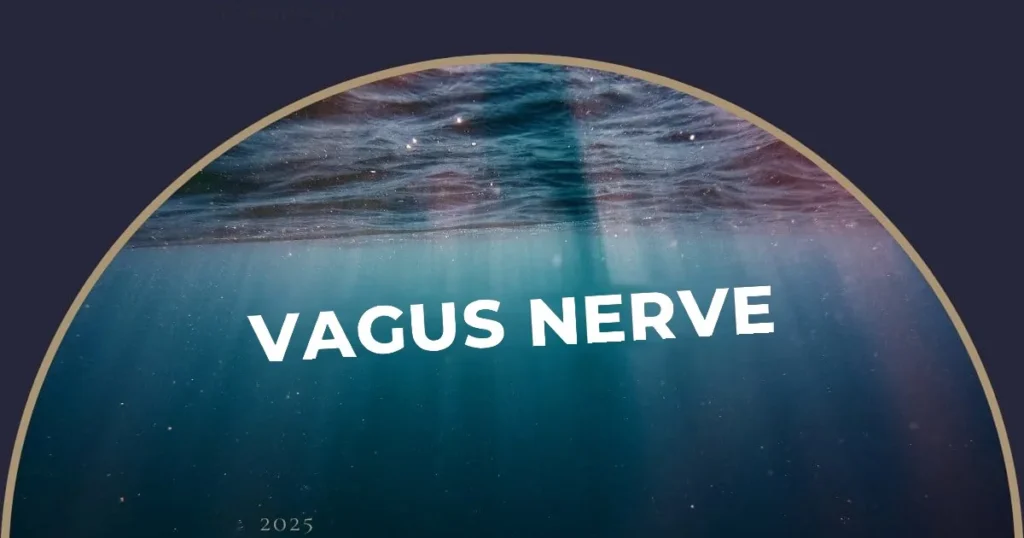 Vagus nerve